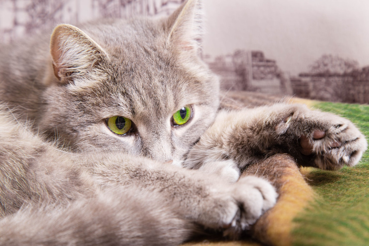 Trở lại cuộc sống hoang dã, voi thể hiện một số hành vi nổi bật và được ghi nhận rộng rãi nhất về cái chết. Những con voi châu Phi ( Loxodonta africana ) được biết đến là di chuyển quanh những thành viên thân cận đã khuất của chúng, và tụ tập trong im lặng trong thời gian dài bên xác chết, hầu như hoàn toàn tĩnh lặng với đầu của chúng cúi xuống. 