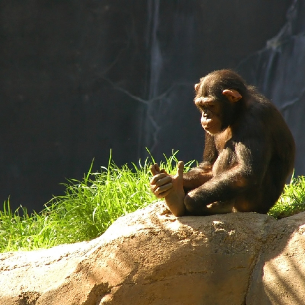 Pokharel cũng kể lại rằng, năm 2022, cô cùng đồng nghiên cứu và chồng Nachiketh Sharma, một nhà sinh vật học voi cũng làm việc tại Đại học Kyoto, đã công bố một nghiên cứu trên tạp chí Royal Society Open Science ghi lại một số hành vi liên quan đến cái chết ở voi châu Á, lấy nguồn từ các video trên YouTube - trong đó có một video hiếm khi được quan sát thấy của những con voi cái bế những đứa con sơ sinh đã chết trên ngà của chúng, trong nhiều ngày liền.