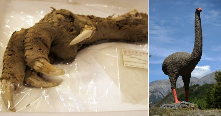 Năm 1987, trong khi đào xuống một hang động ở núi Owen ở New Zealand, một nhóm các nhà khảo cổ học đã tìm thấy móng vuốt của một con chim khổng lồ còn có chút thịt và cơ bắp vẫn còn dính trên đó.
