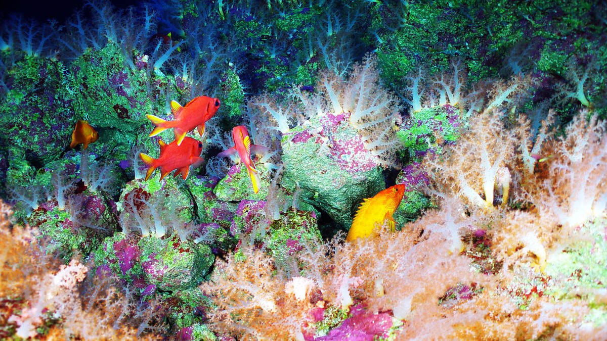 Gooday nói: “Chúng ta đang nói về những loài động vật nhỏ có kích thước dưới một milimet, và có lẽ còn rất nhiều động vật nguyên sinh, rất nhiều sinh vật đơn bào hay động vật giáp xác, nhuyễn thể, giun đang tồn tại bí ẩn dưới các đáy đại dương mà giới khoa học chưa kịp giải mã đầy đủ”.