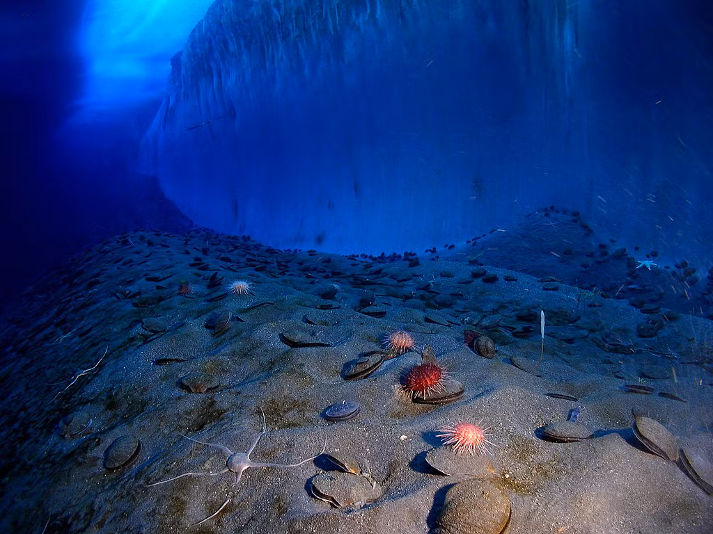 Công trình này là tiền đề quan trọng để các nhà khoa học trên khắp thế giới tiếp tục nghiên cứu các sinh vật biển sâu, và môi trường sống của chúng, để giúp phát triển các chiến lược mới nhằm bảo tồn các hệ sinh thái đại dương quan trọng.
