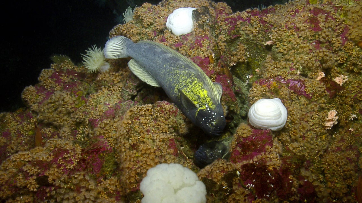 Để có được kết luận này, nhóm nghiên cứu đã giải mã trình tự DNA từ 418 mẫu đáy biển được thu thập từ tất cả các lưu vực đại dương lớn từ năm 2010 đến năm 2016, và so sánh chúng với các mẫu đáy biển chứa dữ liệu DNA của các sinh vật gốc đáy biển đã được xác định.