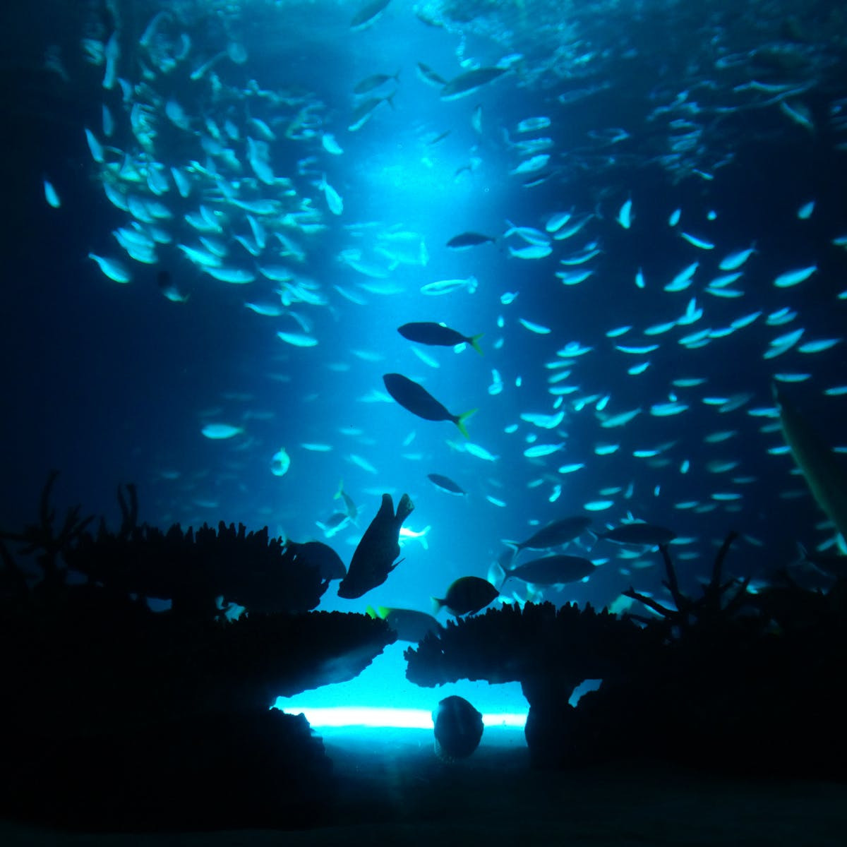 Các nhà nghiên cứu Anh đã giải mã trình tự DNA từ các trầm tích dưới đáy biển sâu trên khắp thế giới và phát hiện ra rằng, có ít nhất gần 2/3 sự sống dưới đáy biển vẫn chưa được khám phá cũng như chưa được xác định, hay đặt tên chính thức.