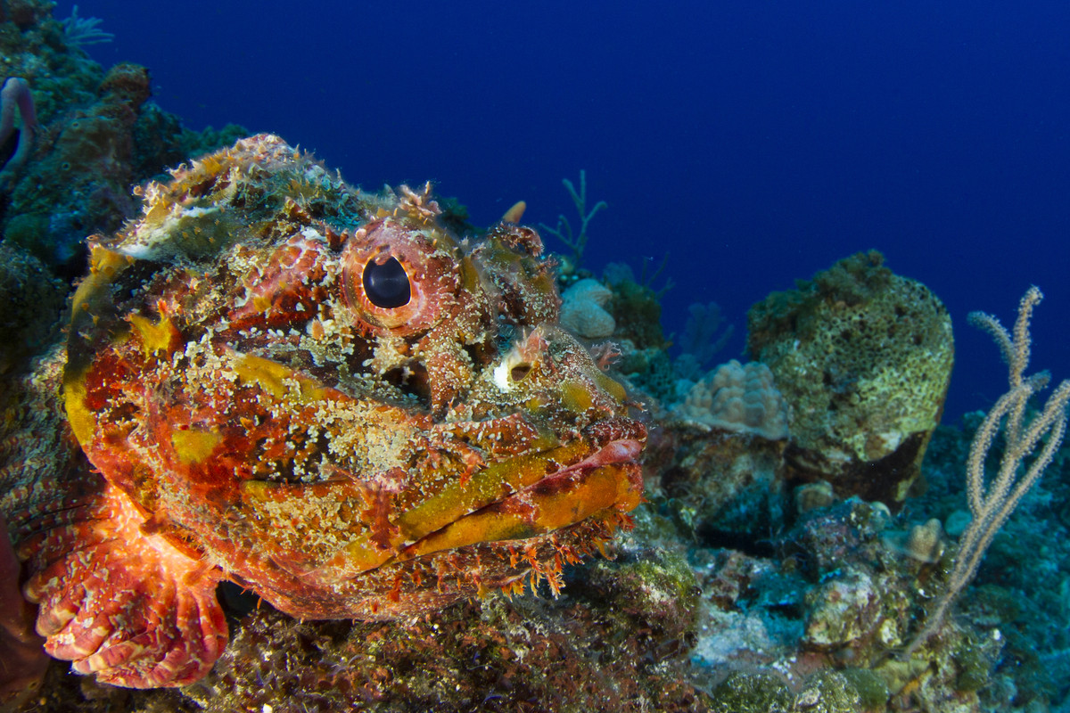Nói cách khác, có rất nhiều dòng sinh vật biển tiến hóa cao cấp mới lạ hơn đang ẩn cư dưới đáy đại dương và chúng đang chờ được khám phá.