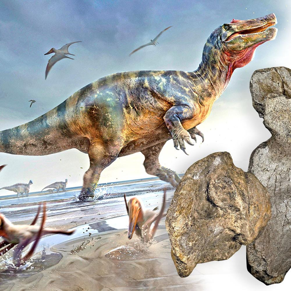 Dù thế nào đi nữa, các sinh vật đều rất to lớn, và White Rock spinosaurid mới được phát hiện là một trong số những sinh vật lớn nhất.