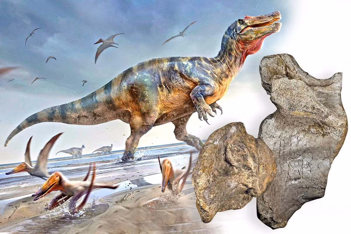 Theo một nghiên cứu mới được công bố trên tạp chí PeerJ Life and Environment, các mảnh vỡ này là hóa thạch loài spinosaurid trẻ nhất từng được tìm thấy ở Anh.