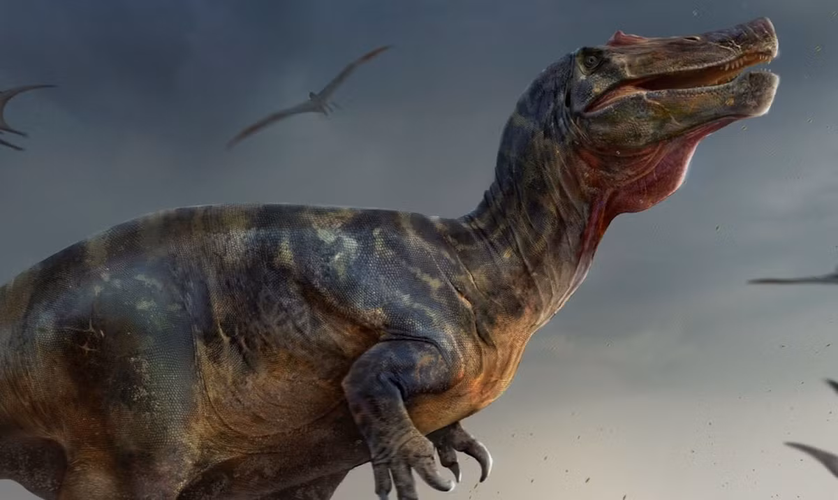 Một số nhà cổ sinh vật học đã đề xuất rằng, loài spinosaurids chủ động bơi theo con mồi của chúng, tự đẩy mình bằng cách quẫy đuôi lớn như cá sấu hiện đại.