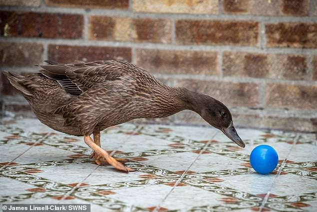 Chú vịt này hiện đang chờ đợi để được xác lập đăng quang ngôi vị Kỷ lục Guinness ở hạng mục chú vịt tài năng nhất thế giới.