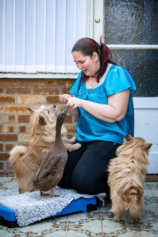 Nó có thể chơi bóng bằng mỏ, rung chuông và nhảy qua vòng tay của chủ nhân theo mệnh lệnh.