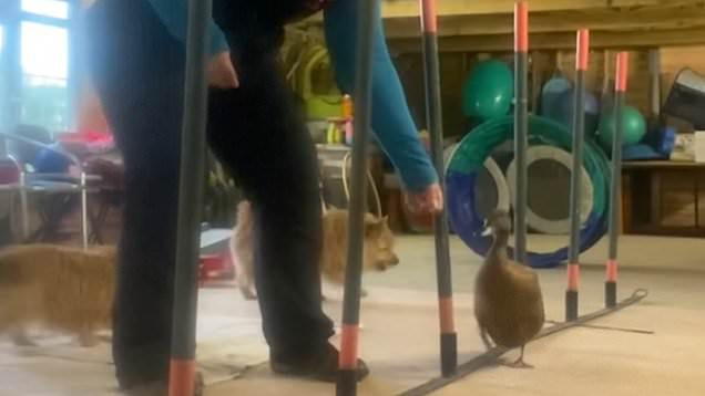 Joe Nutkins thưởng cho con vịt những món quà khi nó hoàn thành một thủ thuật thành công nào đó, và đồ ăn nhẹ yêu thích của con vịt là quả việt quất, ngô ngọt và đậu Hà Lan.