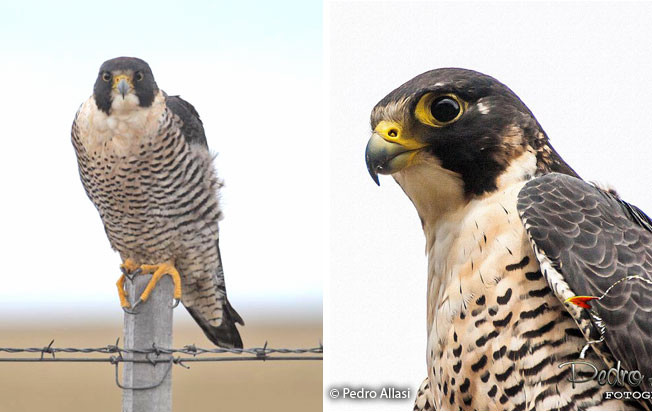 Theo John Hutchinson, tốc độ di chuyển tối đa ghi nhận của chim ưng peregrine (Falco peregrinus) trên bầu trời đã được ghi nhận là hơn 322 km/h.