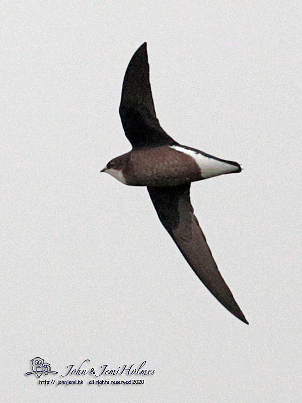 Hutchinson nói: “Rất nhiều loài chim biết bay khác có thể di chuyển nhanh hơn báo Gêpa, như loài chim Yến đuôi nhọn họng trắng (hirundapus caudacutus) được ước tính tốc độ lên tới 169 km/h). 