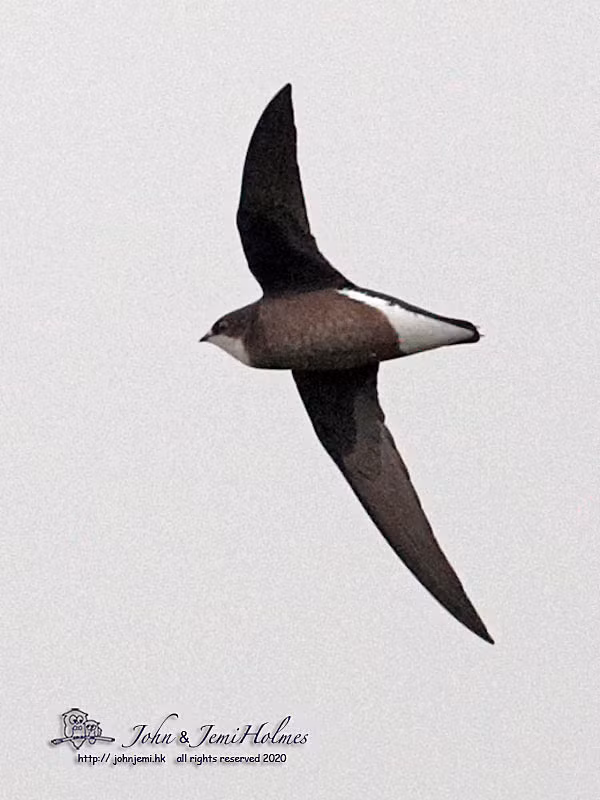 Hutchinson nói: “Rất nhiều loài chim biết bay khác có thể di chuyển nhanh hơn báo Gêpa, như loài chim Yến đuôi nhọn họng trắng (hirundapus caudacutus) được ước tính tốc độ lên tới 169 km/h). 