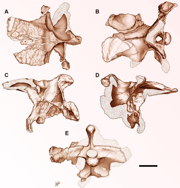 Theo Giáo sư Anjali Goswami thì Guemesia ochoai là một sát thủ săn mồi hàng đầu có thể đã ăn những loài khủng long lớn như khủng long titanosaurs. Điều kỳ lạ là nó các chi trước thậm chí còn ngắn hơn các chi của khủng long bạo chúa Tyrannosaurus rex nổi tiếng.