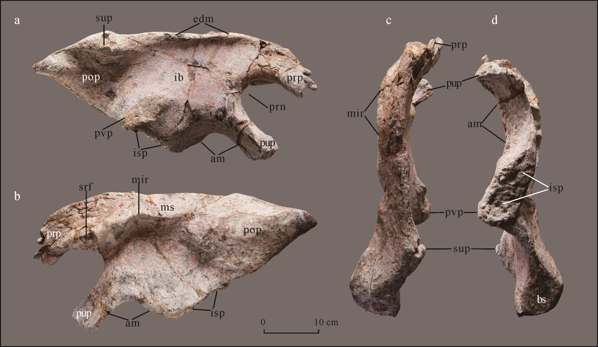 Việc phát hiện ra hộp sọ của Guemesia ochoai cung cấp một cái nhìn sâu sắc có giá trị về một khu vực có rất ít hóa thạch khủng long phổ biến abelisaurid, và có thể giải thích tại sao khu vực này lại sinh ra những loài động vật khác thường như vậy.