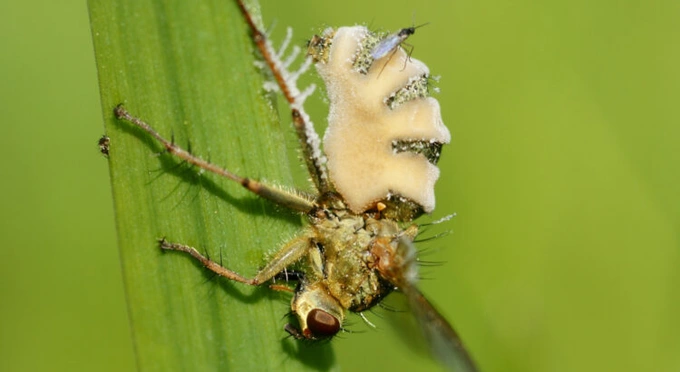 Các bào tử trên ruồi cái thu hút con đực đến giao phối.(Ảnh: Hans Hillewaert) Được biết, nhóm nghiên cứu đã sử dụng nhiều kỹ thuật phân tích hóa học và giải trình tự gen để tìm ra chính xác cơ chế hoạt động của nấm, cũng như cách để ruồi đực tiếp xúc với bạn tình ở các giai đoạn nhiễm nấm khác nhau, hoặc ruồi đã chết do các nguyên nhân khác.