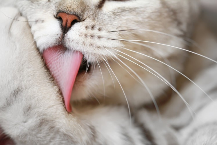 Nó tương tự như cách một người xoa ngay ngón chân của họ sau khi vấp ngón chân. Flynn nói với Live Science: “Khi động vật cảm thấy đau, đó là khuynh hướng tự nhiên để cố gắng xoa dịu một khu vực bị tổn thương”.