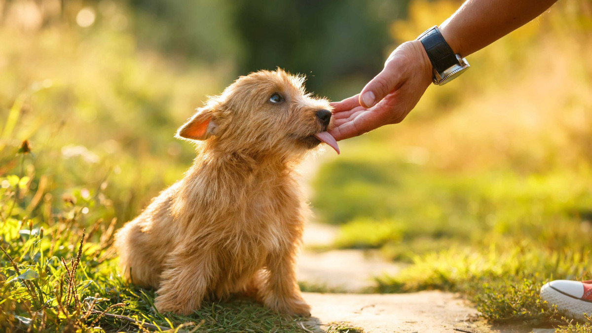 Hart nói: “Không có gì tuyệt đối 100%. Cách này vẫn hữu ích 75% hoặc 50% và chúng sẽ vẫn được duy trì bởi chọn lọc tự nhiên vì có còn hơn không. Nhưng khoa học và y học hiện đại thường tiến nhanh hơn so với tiến hóa. Liếm vết thương là một giải pháp tốt cho các loài động vật hoang dã mà không có lựa chọn thay thế nào khác. Tuy nhiên, đối với những người nuôi chó mèo, tốt hơn hết bạn nên lắng nghe lời khuyên của bác sĩ thú y”.