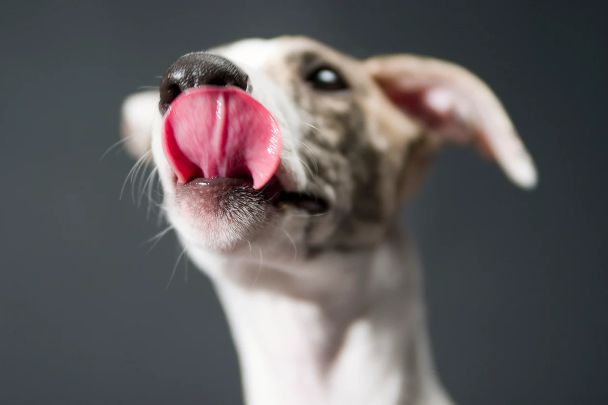 Chó đặc biệt dễ bị liếm quá nhiều, điều này có thể khiến vết thương không lành. Việc liếm vết thương cũng có thể làm tăng nguy cơ nhiễm trùng do đưa vi khuẩn miệng vào vị trí bị thương, Flynn nói thêm. 