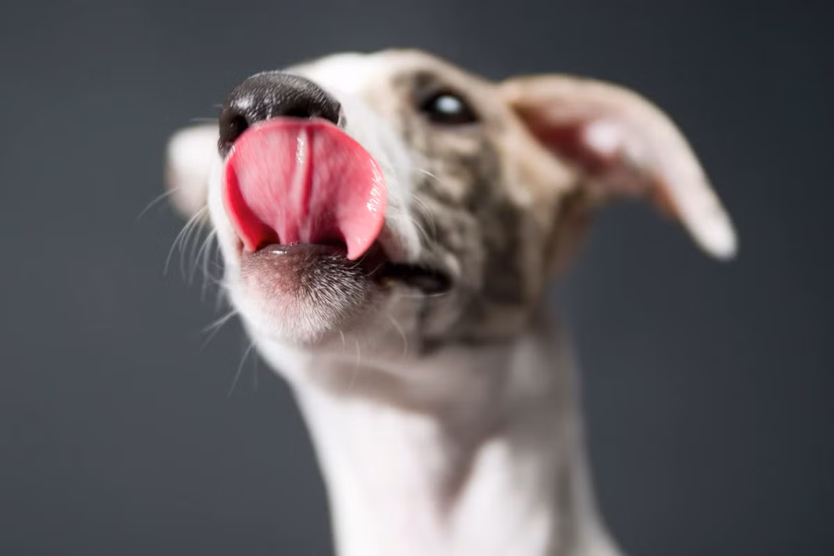 Chó đặc biệt dễ bị liếm quá nhiều, điều này có thể khiến vết thương không lành. Việc liếm vết thương cũng có thể làm tăng nguy cơ nhiễm trùng do đưa vi khuẩn miệng vào vị trí bị thương, Flynn nói thêm. 