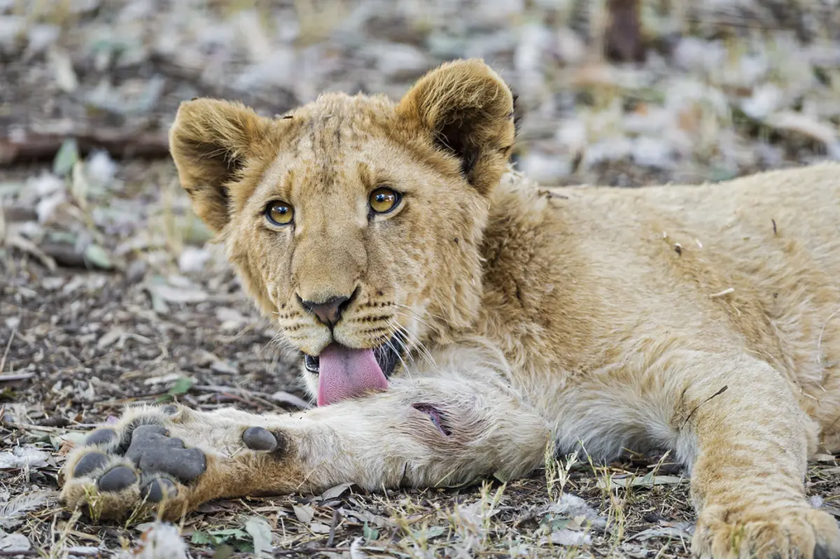 Tuy nhiên, trong thời đại y học hiện đại đối với cả vật nuôi và con người, việc liếm vết thương có thể gây hại nhiều hơn lợi, đó là lý do tại sao chó mèo về nhà thường đeo vòng cổ bằng nhựa. Việc liếm vết thương phẫu thuật có thể làm hỏng hoặc kéo chỉ khâu, và điều này "làm cho một vết thương rất nhỏ trở thành một mớ hỗn độn lớn", Flynn nói.