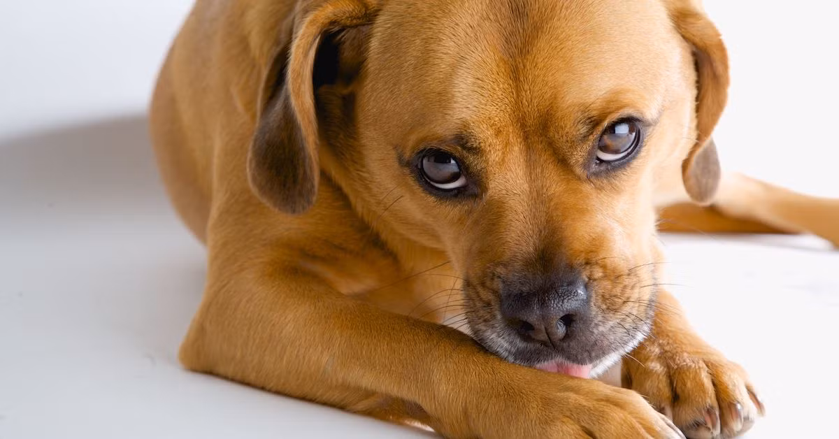 Nhưng ở chó và các vật nuôi khác, bản năng này có thể dễ dàng trở nên phản tác dụng. Tiến sĩ Kristi Flynn, bác sĩ thú y và chuyên gia về hành vi của động vật tại Đại học Minnesota cho biết đối với động vật liếm là "tốt nhất có thể có". Việc liếm có thể loại bỏ các mảnh vụn, chẳng hạn như bụi bẩn hoặc các mảnh da lạc ra khỏi vết thương, đồng thời giúp giảm đau, Flynn nói.