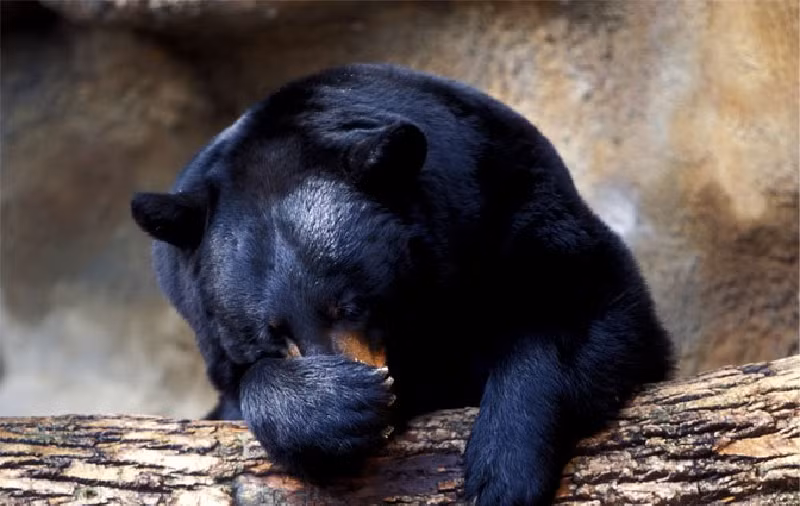 Trước đây, đã từng có các nghiên cứu tương tự với huyết thanh gấu đen, song chưa có nghiên cứu nào xác định được chính xác "yếu tố" thúc đẩy siêu năng lực ngủ đông của gấu. (Ảnh: Pbs)