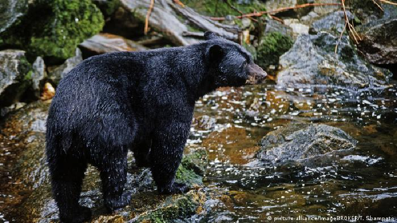 Tuy nhiên, những thay đổi tế bào này chỉ xảy ra khi thêm máu của gấu đang ngủ đông. Khi lấy máu từ những con gấu đen đang hoạt động vào mùa hè, huyết thanh đã không ngăn quá trình suy giảm protein tự nhiên trong tế bào cơ xương của con người.