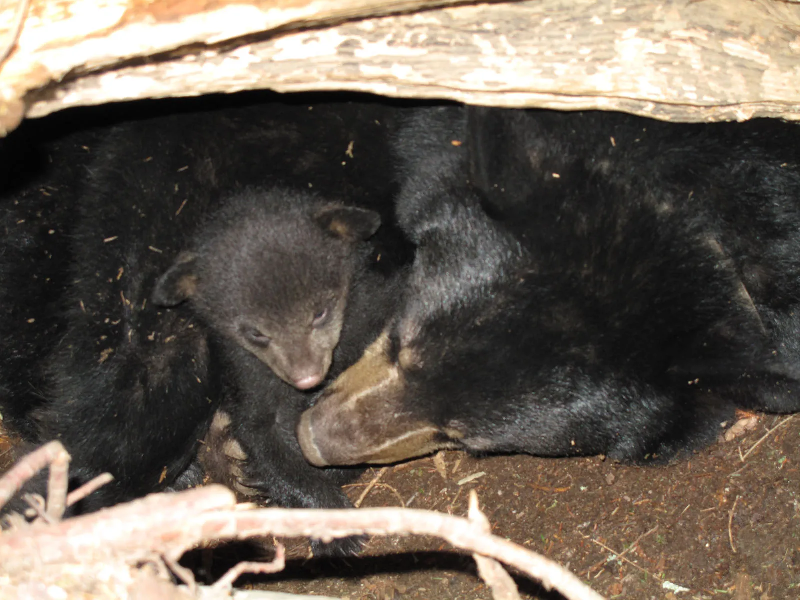 Được biết, các nhà nghiên cứu ở Nhật Bản đã lấy huyết thanh từ máu của 7 con gấu đang ngủ đông và thêm trực tiếp vào các tế bào nuôi cấy mô được tạo ra từ các tế bào cơ xương của con người. Họ nhận thấy hàm lượng protein của những tế bào này tăng lên trong vòng 24 giờ. (Ảnh: Internet)