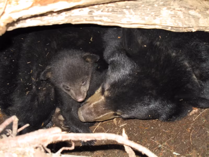 Được biết, các nhà nghiên cứu ở Nhật Bản đã lấy huyết thanh từ máu của 7 con gấu đang ngủ đông và thêm trực tiếp vào các tế bào nuôi cấy mô được tạo ra từ các tế bào cơ xương của con người. Họ nhận thấy hàm lượng protein của những tế bào này tăng lên trong vòng 24 giờ. (Ảnh: Internet)