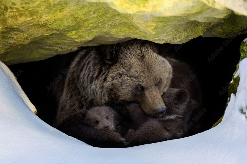 "Bằng cách xác định yếu tố trong huyết thanh gấu ngủ đông và làm rõ cơ chế chưa được khám phá đằng sau việc cơ bắp không suy yếu ngay cả khi không sử dụng ở động vật ngủ đông, chúng ta có thể phát triển các chiến lược phục hồi hiệu quả ở người và ngăn ngừa bệnh bại liệt trong tương lai”, ông nói. (Ảnh: Adobe stock)