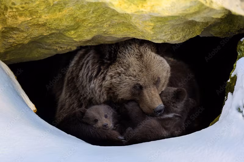 "Bằng cách xác định yếu tố trong huyết thanh gấu ngủ đông và làm rõ cơ chế chưa được khám phá đằng sau việc cơ bắp không suy yếu ngay cả khi không sử dụng ở động vật ngủ đông, chúng ta có thể phát triển các chiến lược phục hồi hiệu quả ở người và ngăn ngừa bệnh bại liệt trong tương lai”, ông nói. (Ảnh: Adobe stock)
