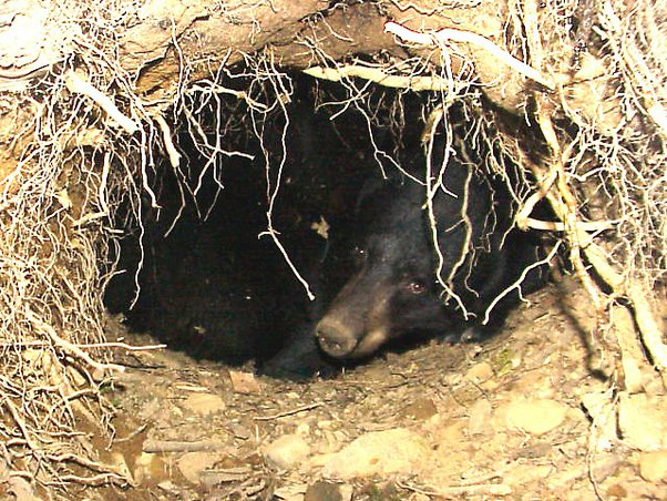 Đồng thời, nhóm nghiên cứu cũng phát hiện ra sự sụt giảm trong việc sản xuất một loại protein điều hòa đóng một vai trò quan trọng trong việc loại bỏ các cơ bắp không được sử dụng. (Ảnh: Quora)