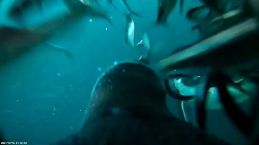 Kinh ngac khoanh khac chim canh cut 