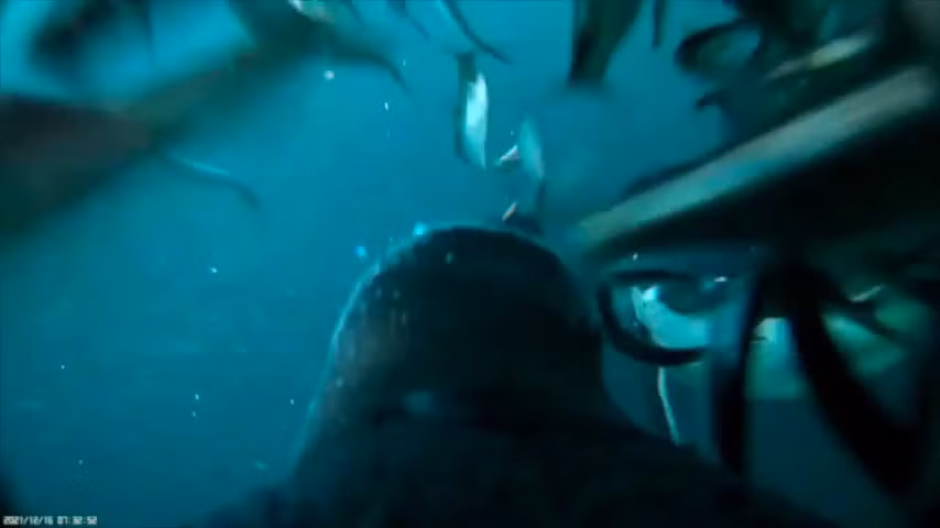 Kinh ngac khoanh khac chim canh cut 