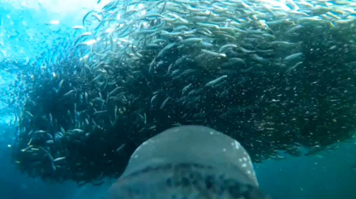 Kinh ngac khoanh khac chim canh cut 