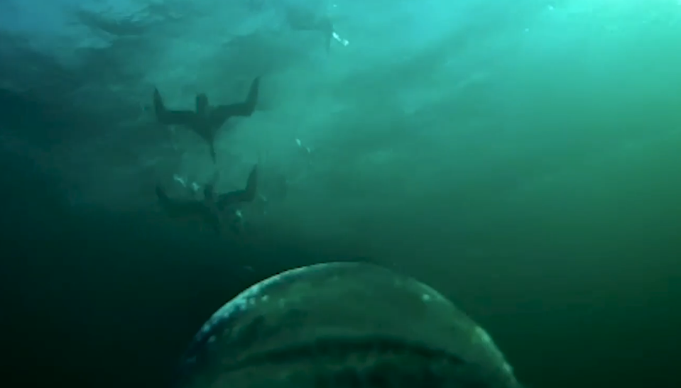 Kinh ngac khoanh khac chim canh cut 