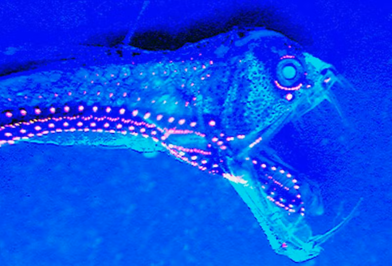 Cá rắn Viper (Viperfish). Đây là một trong số những thủy quái có ngoại hình ghê rợn nhất dưới đáy đại dương. Dù có kích thước tương đối nhỏ, nhưng nó là loài săn mồi hung dữ và phát sáng để dụ con mồi vào miệng. (Ảnh: Jérôme Mallefet).