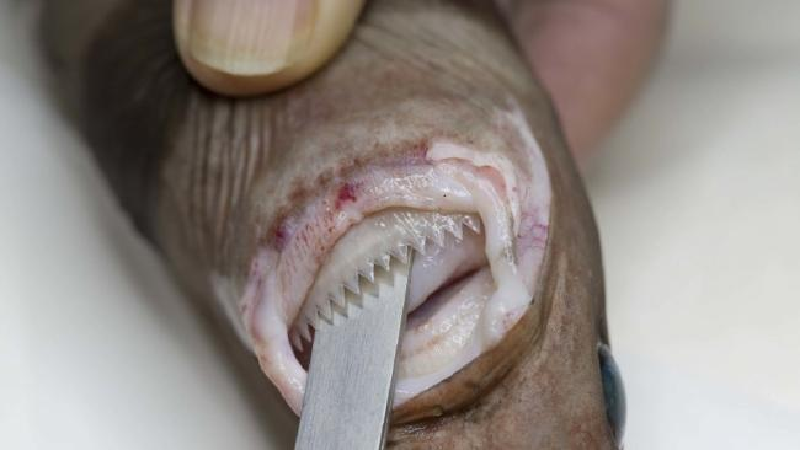 Cá mập Cookiecutter. Bộ răng cưa của loài cá mập phát quang sinh học này có thể săn cả những con cá lớn, đôi khi là con người bằng cách cắn xé vào da thịt. (Ảnh: Rob Zugaro/CSIRO/Museums Victoria).