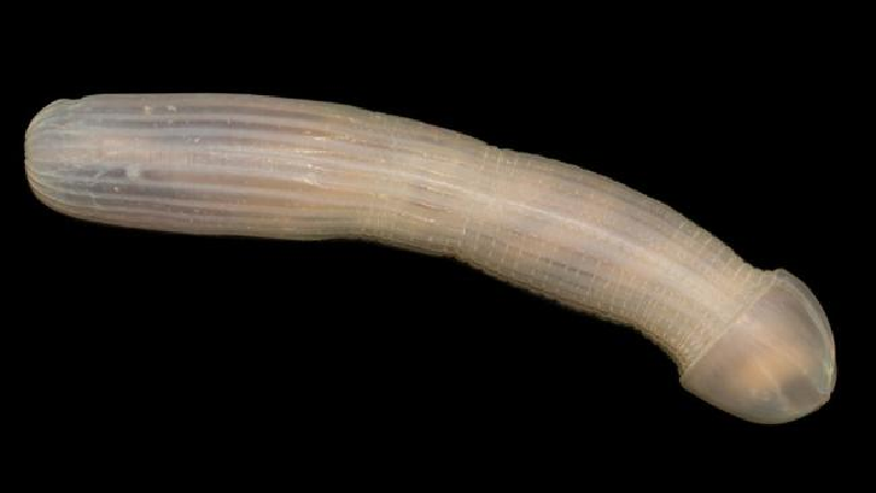 Sá sùng (Peanut Worm). Sá sùng (hay còn gọi là giun đậu phộng) mặc dù không giống đậu phộng cho lắm, nhưng dựa vào tập tính sinh sống của chúng, các nhà nghiên cứu cho biết, khi gặp hiểm nguy, loài sâu này thường sẽ cuộn tròn như củ lạc. (Ảnh: Rob Zugaro/CSIRO/Museums Victoria).