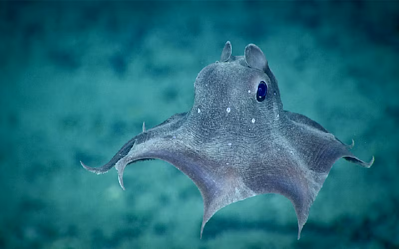 Dù chỉ dài khoảng 20cm, Dumbo thật sự là một tay săn mồi cự phách. Bạch tuộc tai to có thói quen nuốt chửng con mồi của nó gồm nhiều loại mồi thân mềm cũng như giáp xác và sâu biển. (Ảnh: Maybe.vn).