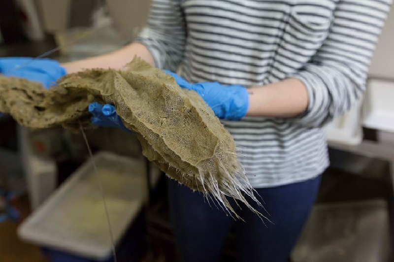 Bọt biển thủy tinh. Bộ xương của nó làm từ mạng lưới sợi silica, có thể dài tới 1m. Chúng ăn bằng cách lọc vi khuẩn và các sinh vật đơn bào khác từ nước đi qua lớp vỏ thủy tinh mỏng manh. (Ảnh: Rob Zugaro).