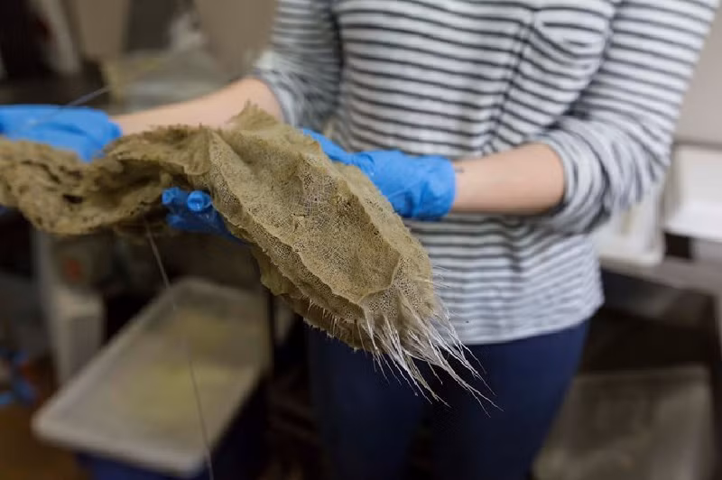 Bọt biển thủy tinh. Bộ xương của nó làm từ mạng lưới sợi silica, có thể dài tới 1m. Chúng ăn bằng cách lọc vi khuẩn và các sinh vật đơn bào khác từ nước đi qua lớp vỏ thủy tinh mỏng manh. (Ảnh: Rob Zugaro).