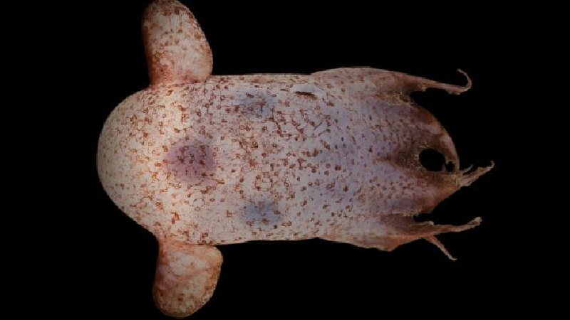 Bạch tuộc Dumbo. Quái vật biển có hình dạng dễ thương này có hai tai kỳ lạ trên đầu như tai voi giúp nó di chuyển dưới biển sâu. Khi di chuyển, hai cái "tai" của Dumbo sẽ quạt như thể con bạch tuộc đang bay trong lòng đại dương vậy. (Ảnh: Rob Zugaro/CSIRO/Museums Victoria).