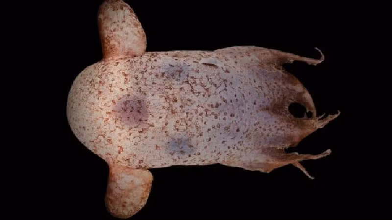 Bạch tuộc Dumbo. Quái vật biển có hình dạng dễ thương này có hai tai kỳ lạ trên đầu như tai voi giúp nó di chuyển dưới biển sâu. Khi di chuyển, hai cái "tai" của Dumbo sẽ quạt như thể con bạch tuộc đang bay trong lòng đại dương vậy. (Ảnh: Rob Zugaro/CSIRO/Museums Victoria).