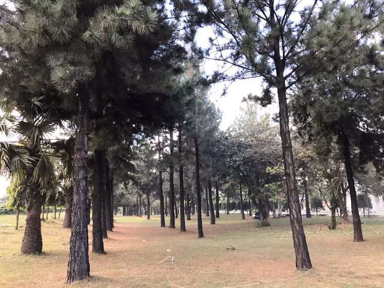 Nhiều người cho biết, đây là rừng thông hiếm hoi giữa lòng thành phố Sài Gòn mà khó địa phương vùng khí hậu nhiệt đới nào có được.