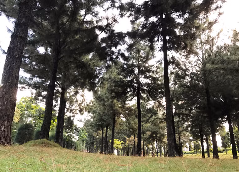 Khu rừng thông toạ lạc trong khuôn viên Nghĩa trang Liệt sĩ TP HCM, ngay cửa ngõ phía đông Sài Gòn, thuộc phường Tân Phú, quận 9.