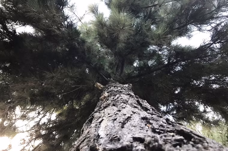 Từ cổng chính nghĩa trang, du khách rẽ về hướng phải sẽ gặp ngay rừng thông rợp bóng mát, phía dưới là thảm cỏ xanh.