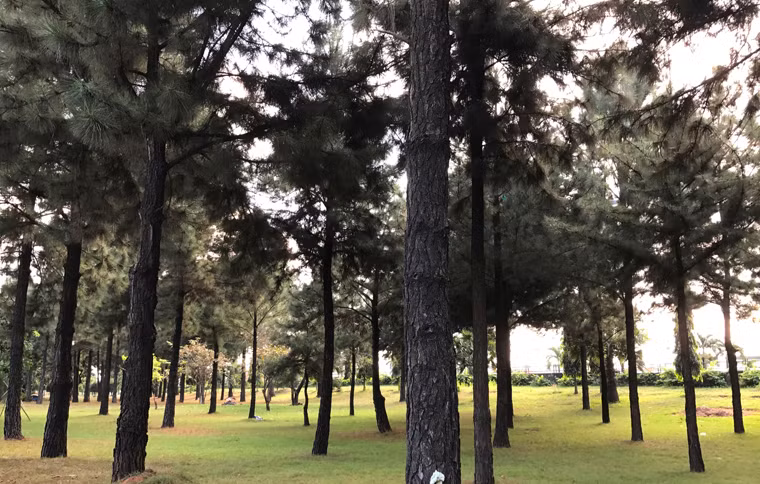 "Thật vô cùng thú vị khi có dịp về viếng nghĩa trang và hoà mình với thiên nhiên trong lành, không khí dễ chịu. Ấn tượng nhất là rừng thông rì rào trong tiếng gió mà cứ ngỡ đang ở thành phố Đà Lạt", bà Ánh, một thân nhân liệt sĩ ở tỉnh Vĩnh Long, chia sẻ.