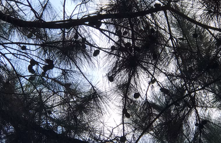 Những trái thông dày đặc trên cây khiến khách đến viếng nghĩa trang hết sức thích thú.